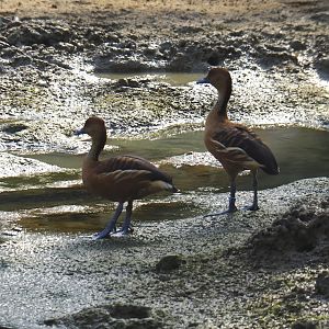 Fulvous whistling ducks (Dendrocygna bicolor) on the tidal mudflats of the Mangrove (Sep 16th, 2018)