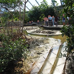 View of tidal mudflats and mangrove tree groves (Sep 16th, 2018)