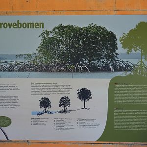 Information sign on mangrove trees (Sep 16th, 2018)