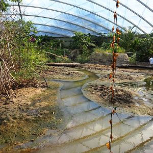 View of tidal mudflats and mangrove tree groves (Sep 16th, 2018)