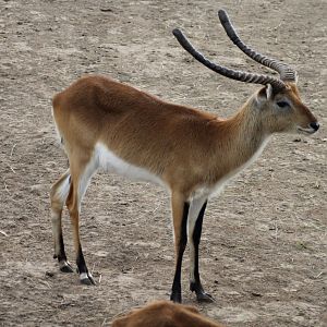 Southern lechwe (2015)