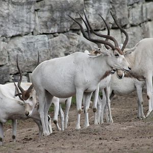 Addax (2015)