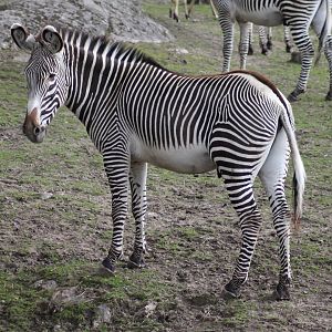 Grévy's zebra (2015)
