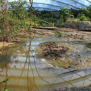 View of tidal mudflats and mangrove tree groves (Sep 16th, 2018)