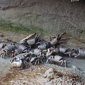 Lots of West-African fiddler crabs (Uca tangeri), Sep 16th, 2018