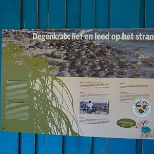 Information sign about horseshoe crabs (Sep 16th, 2018)