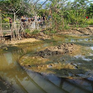 View of tidal mudflats and mangrove tree groves (Sep 16th, 2018)