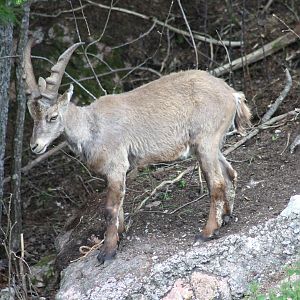 Alpine ibex (2015)