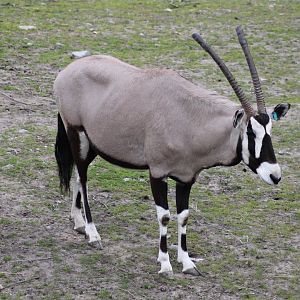 Gemsbok (2015)