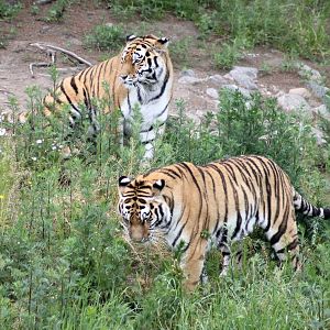 Siberian tigers (2015)