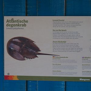 Sign Atlantic horseshoe crab (Limulus polyphemus), Sep 16th, 2018