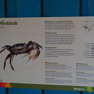 Sign fiddler crabs (Uca species), Sep 16th, 2018