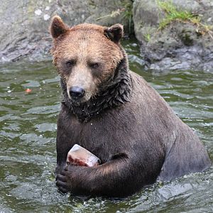 Brown bear (2015)