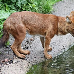 Dhole (2015)