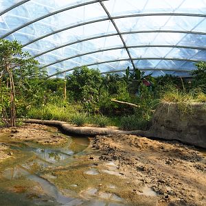 View of tidal mudflats and mangrove tree groves (Sep 16th, 2018)