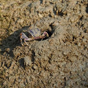 Female West-African fiddler crab (Uca tangeri) by mud burrow (Sep 16th, 2018)