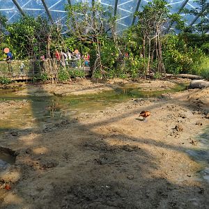 View of tidal mudflats and mangrove tree groves (Sep 16th, 2018)