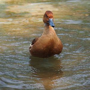 Fulvous whistling duck (Dendrocygna bicolor) bathing (Sep 16th, 2018)