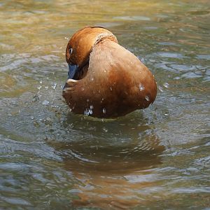 Fulvous whistling duck (Dendrocygna bicolor) bathing (Sep 16th, 2018)