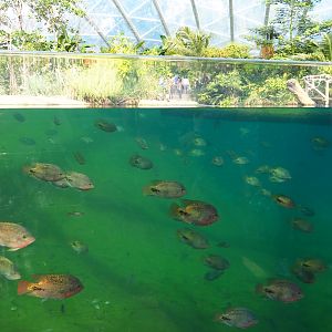 Underwater view into the manatee pool (Sep 16th, 2018)