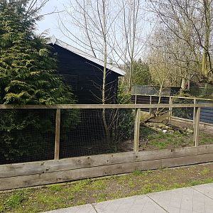 Raccoon dog-enclosure