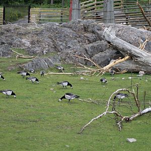 Barnacle geese (2015)