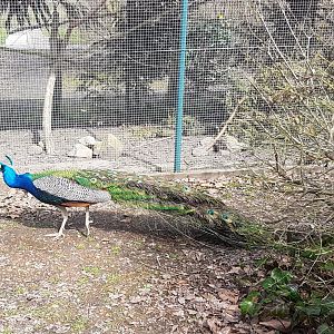 Free-ranging Blue peacock
