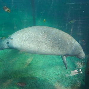 West Indian manatee (Trichechus manatus manatus) underwater (Sep 16th, 2018)