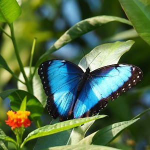 Blue morpho (Morpho peleides), Sep 16th, 2018