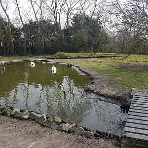 Swan-pond