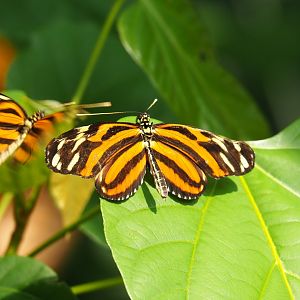Tiger-striped longwing (Heliconius ismenius), Sep 16th, 2018