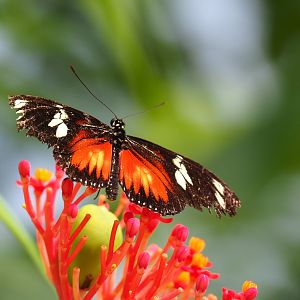 Doris longwing (Heliconius doris), Sep 16th, 2018