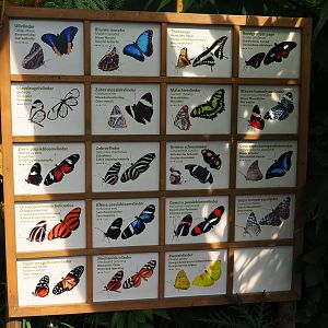 Butterfly species signs (Sep 16th, 2018)