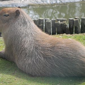 Capybara