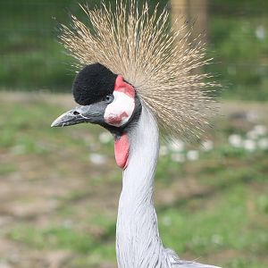 Crowned crane