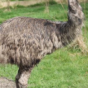 Emu