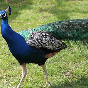 Blue peacock