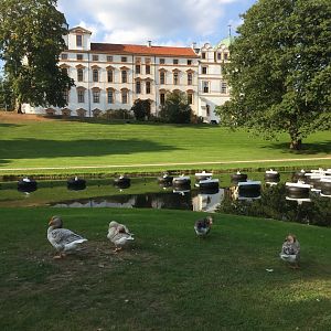 Geese by Celle Castle (Celler Schloss)