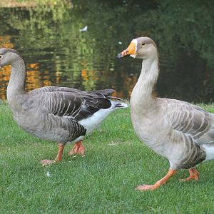 Geese by Celle Castle (Celler Schloss)