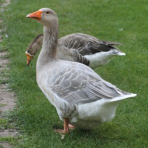 Geese by Celle Castle (Celler Schloss)