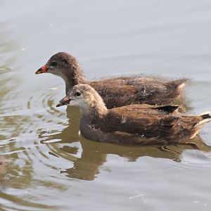 Common moorhen by Celle Castle (Celler Schloss)
