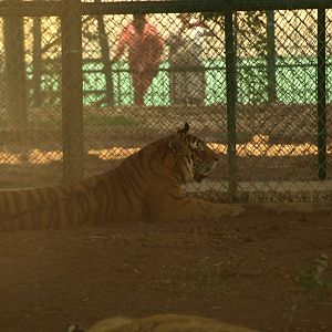 Bengal tiger - Peshawar Zoo 21/7/2018