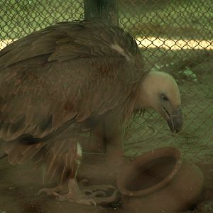 Himalayan griffon vulture - Peshawar Zoo 21/7/2018