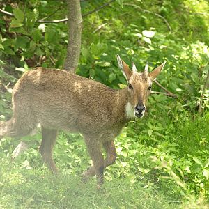 Grey Goral - Lalazar Wildlife Park 19/7/2017