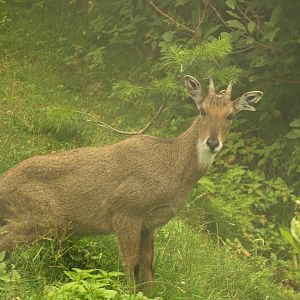 Grey Goral - Lalazar Wildlife Park 19/7/2017