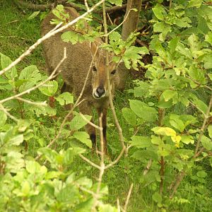 Grey Goral foraging - Lalazar Wildlife Park 19/7/2017