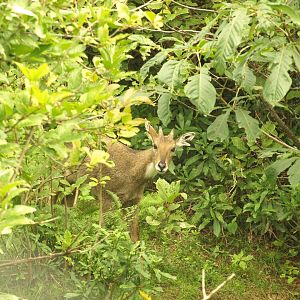 Grey Goral - Lalazar Wildlife Park 19/7/2017