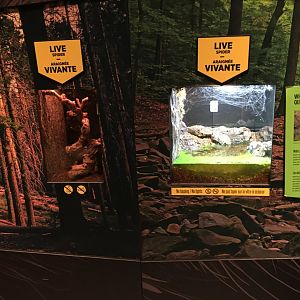 Spiders Fear and Fascination - Vivariums