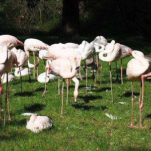 Greater flamingos (Phoenicopterus roseus), Sep 16th, 2018