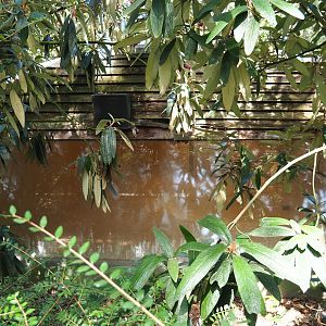 Greater flamingo indoor housing shack (Sep 16th, 2018)